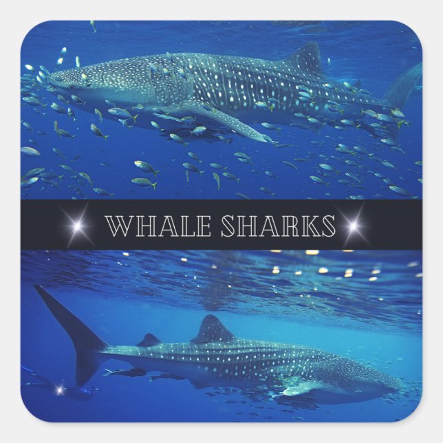 Sticker Carré Requins baleines (Devant)