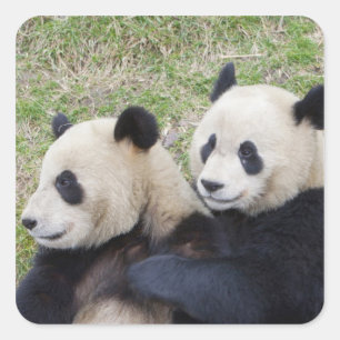 Sticker Carré Réserve de Wolong, Chine, Panda géant faisant un c