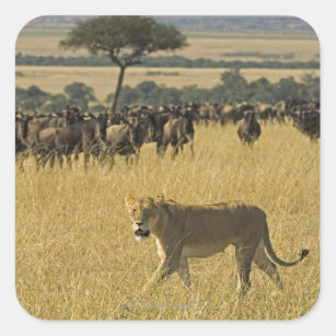 Sticker Carré Réserve nationale Masai Mara, Kenya, Afrique