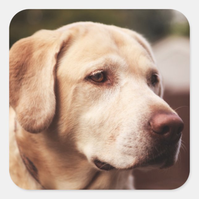Sticker Carré Retriever du Labrador (Devant)