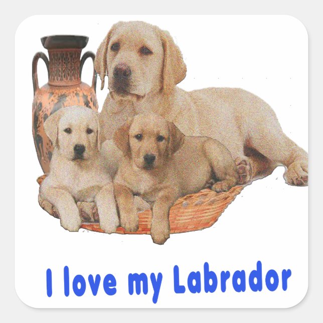 Sticker Carré Retriever du Labrador (Devant)
