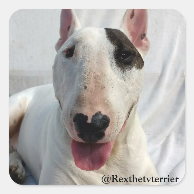 Sticker Carré Rex L'autocollant TV Terrier (Devant)