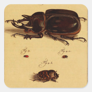 Sticker Carré Rhinoceros Beetles