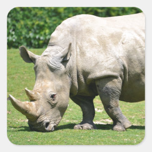 Sticker Carré Rhinocéros blanc pâturant