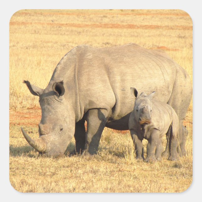 Sticker Carré rhinocéros mignons en afrique (Devant)