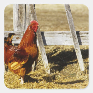 Sticker Carré Rhode Island Red Rooster