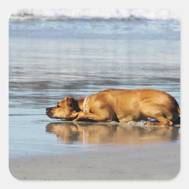 Sticker Carré Rhodesian Ridgeback - L'eau est-elle froide? (Devant)