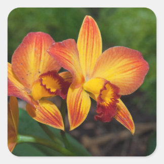 Sticker Carré Rhyncattleanthe Love Tapestry