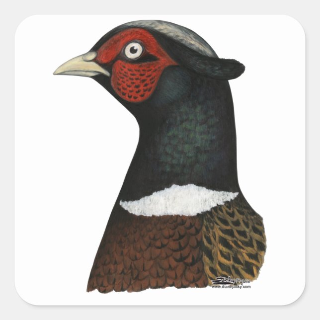 Sticker Carré Ringneck Pheasant Head (Devant)