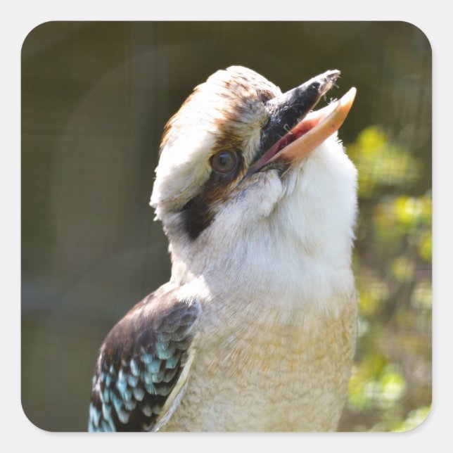 Sticker Carré Rire Kookaburra perché sur la succursale Postcard  (Devant)