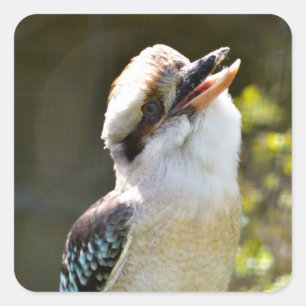 Sticker Carré Rire Kookaburra perché sur la succursale Postcard