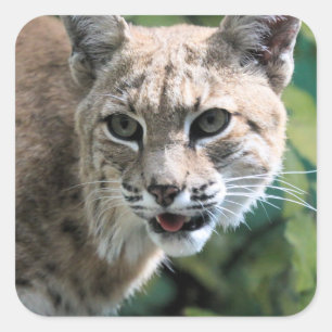 Sticker Carré Robert J. Bobcat