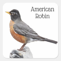 Robin américain
