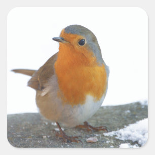 Sticker Carré Robin Red Breast