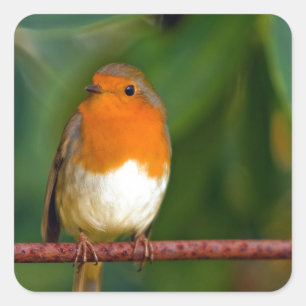 Sticker Carré ROBIN Rouge