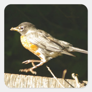 Sticker Carré Robin Rouge Bobbin
