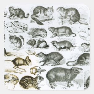Sticker Carré Rodentia-Rongeurs ou animaux de rongement