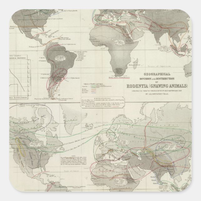 Sticker Carré Rodentia, Ruminantia (Devant)