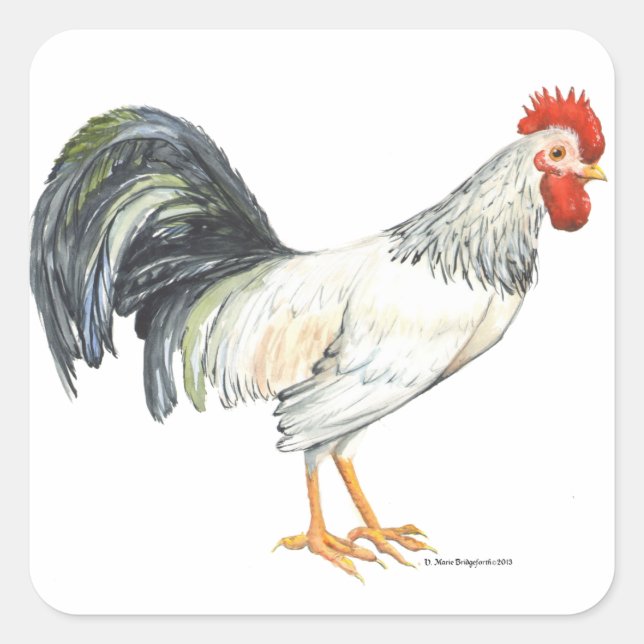 Sticker Carré Rooster blanc avec plumes de queue noire (Devant)