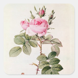 Sticker Carré Rosa Bifera Officinalis, de 'Les Roses