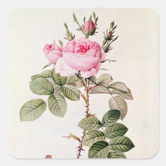 Sticker Carré Rosa Bifera Officinalis, de 'Les Roses (Devant)