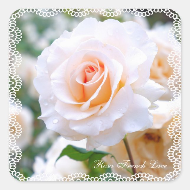 Sticker Carré Rosa French Lace [Square Seal] (Devant)