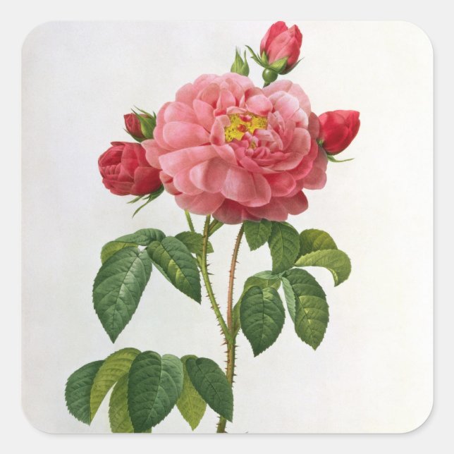 Sticker Carré Rosa Gallica Aurelianensis (Devant)