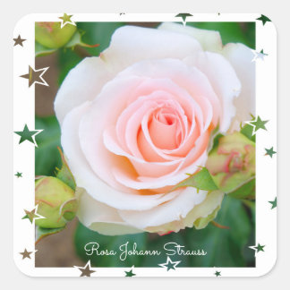 Sticker Carré Rosa Johann Strauss [Square Seal]