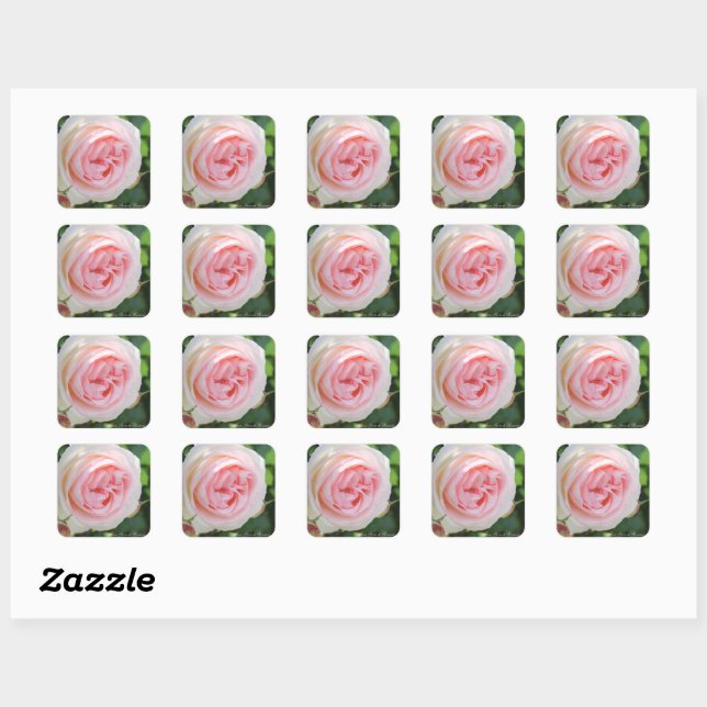 Sticker Carré Rosa Pierre de Ronsard：Seal (Feuille)