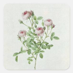 Sticker Carré Rosa Pomponia, des 'roses de Les