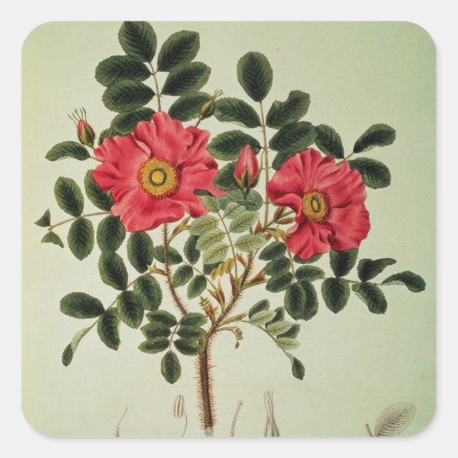 Sticker Carré Rosa rugosa, de 'Flora Japonica' (Devant)