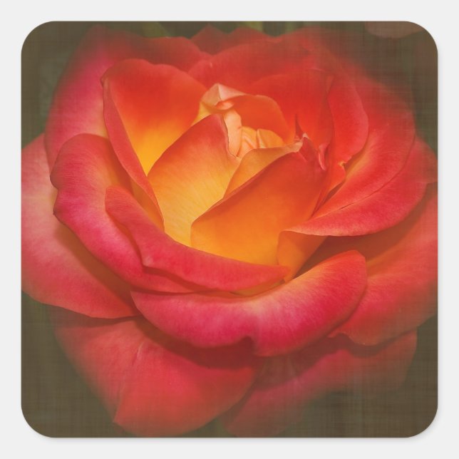 Sticker Carré Rose à flamme sur parchemin (Devant)