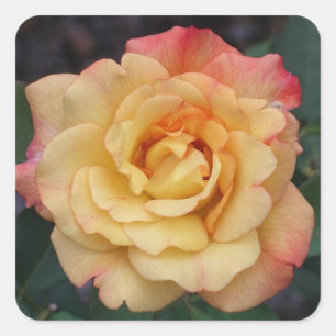 Sticker Carré Rose Beautiful Pink and Yellow Floral