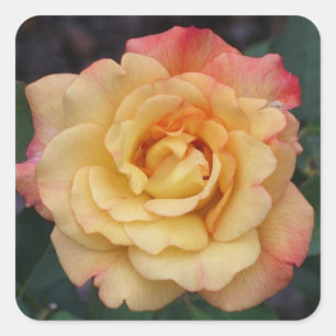 Sticker Carré Rose Beautiful Pink and Yellow Floral