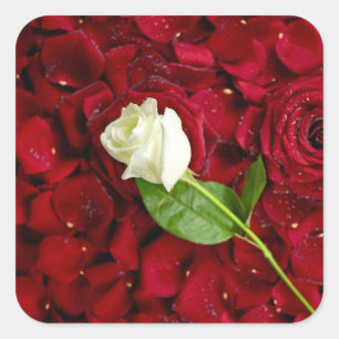 Sticker Carré Rose blanc sur les pétales rouges