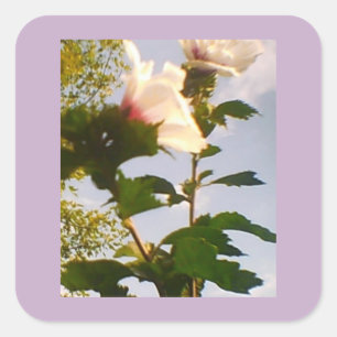 Sticker Carré Rose blanche