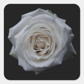 Sticker Carré Rose blanche