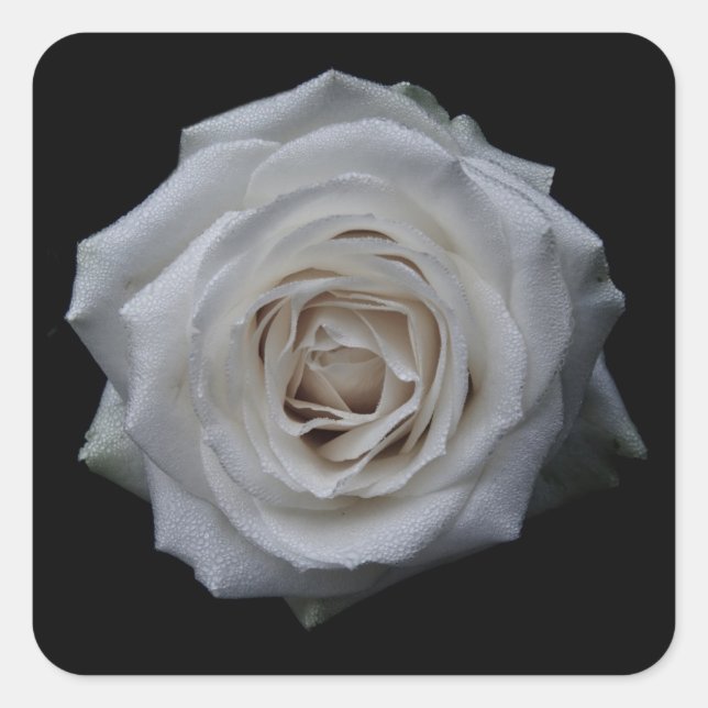 Sticker Carré Rose blanche (Devant)