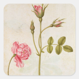 Sticker Carré Rose de rose, c.1568