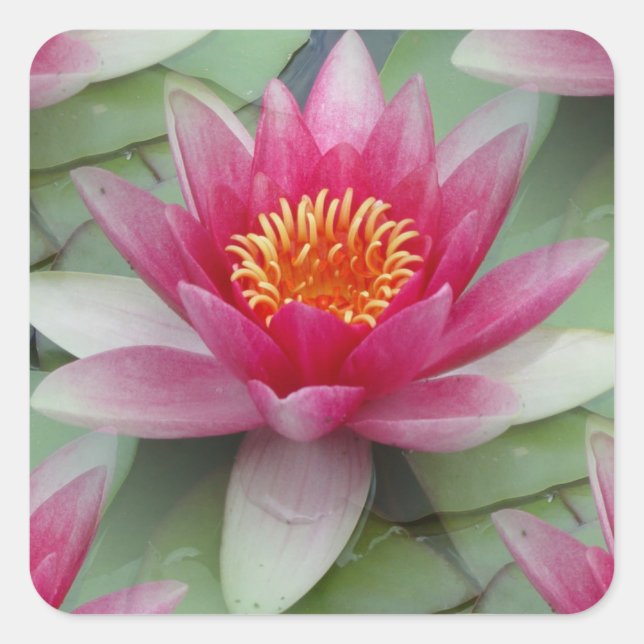 Sticker Carré Rose Lotus Water Lily (Devant)