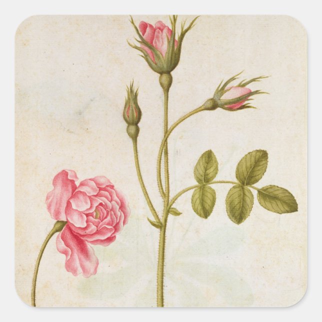Sticker Carré Rose Rose, c.1568 (Devant)