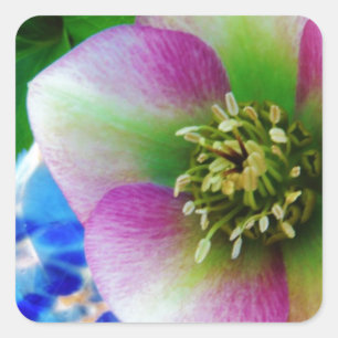 Sticker Carré Rose rose carême bleu boule de verre