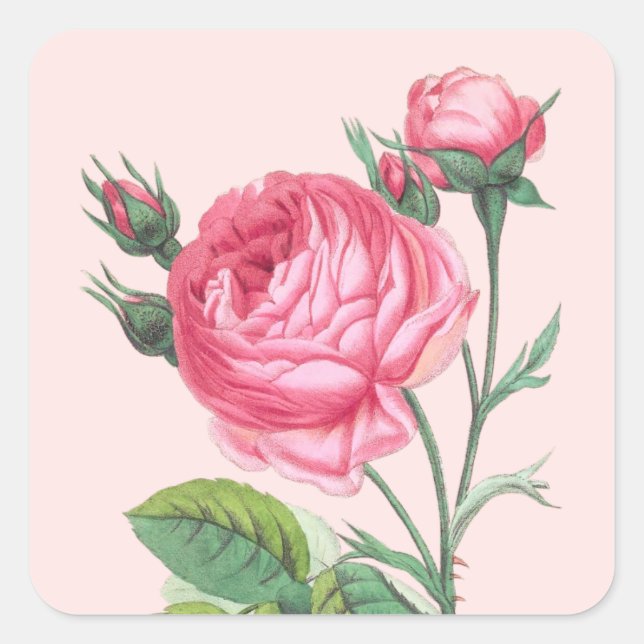 Sticker Carré Rose rose floral moderne pastel (Devant)