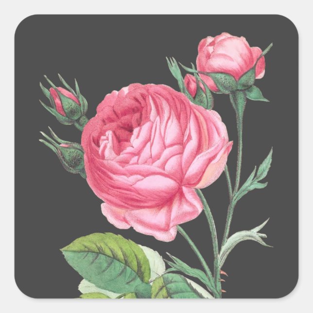 Sticker Carré Rose rose florale moderne (Devant)