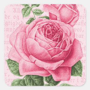 Sticker Carré Rose rose vintage floral