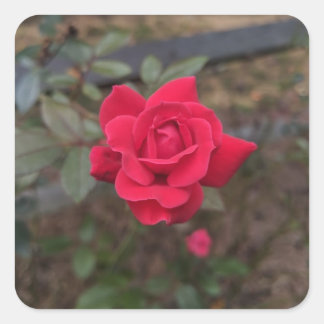 Sticker Carré Rose rouge