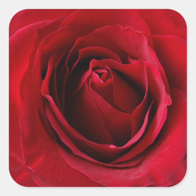 Sticker Carré rose rouge profonde (Devant)