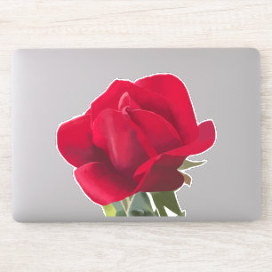 Sticker Carré Rose rouge - Red rose