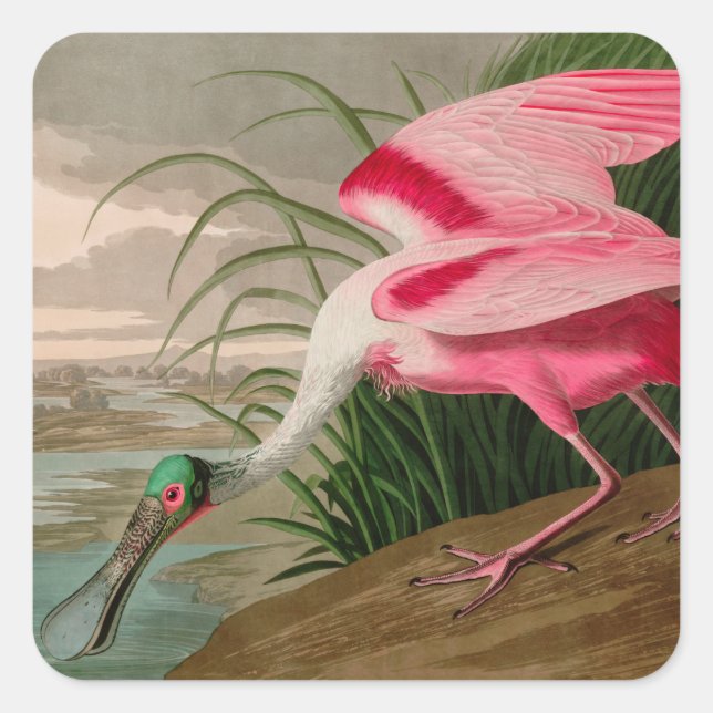 Sticker Carré Rose Spoonbill Birds of America Audubon Print (Devant)