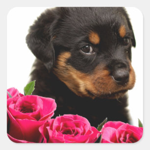 Sticker Carré Rose Valentin Rottweiler Puppy